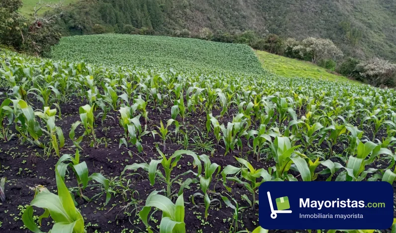 Finca ganadera de 3,2 ha en Nuevo Colón, Boyacá