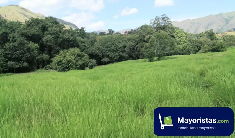 Finca ganadera de 160 ha en Carmen de Apicalá, Tolima
