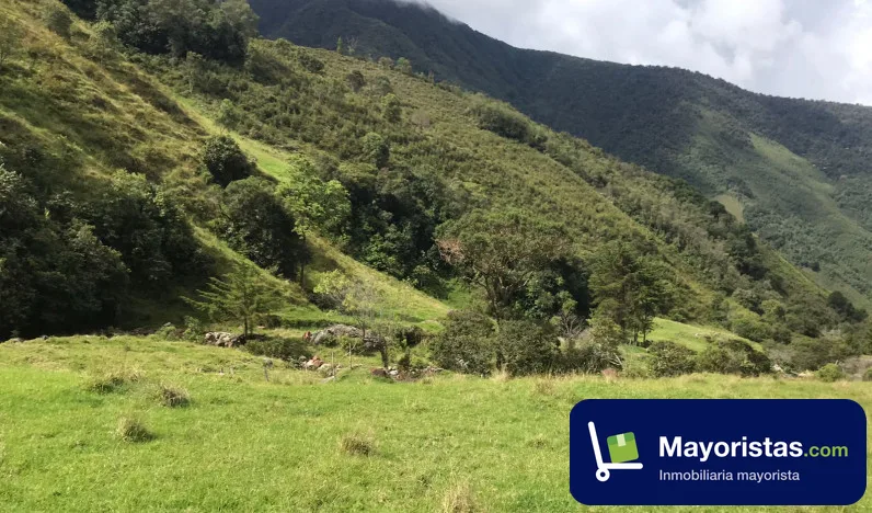 Finca ganadera de 137 ha en Caicedo, Antioquia — foto 9 de 10