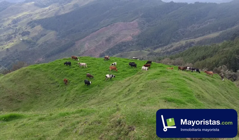 Finca ganadera de 120 ha en Manzanares, Caldas