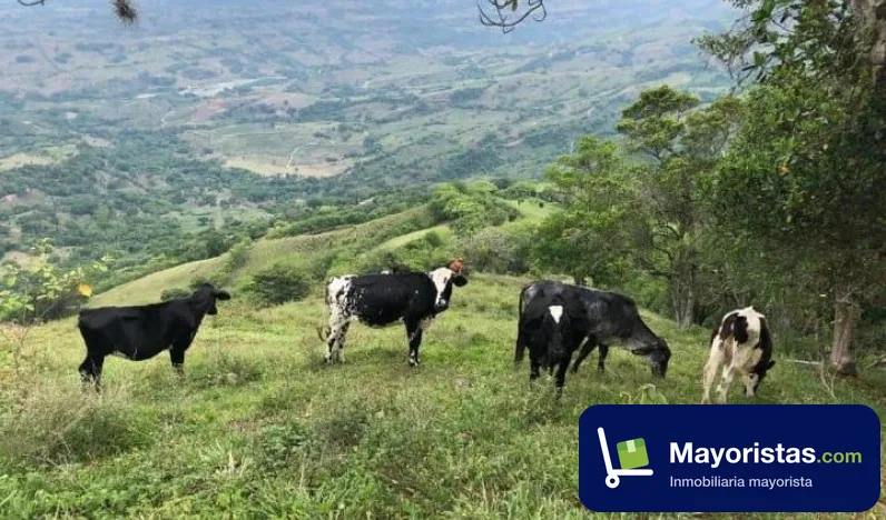 Finca ganadera de 55,7 ha en Santa Bárbara, Antioquia
