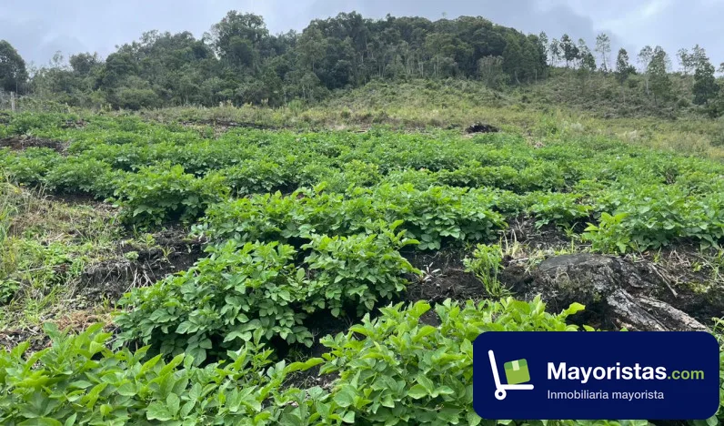 Finca ganadera de 100 ha en Caicedo, Antioquia — foto 9 de 10