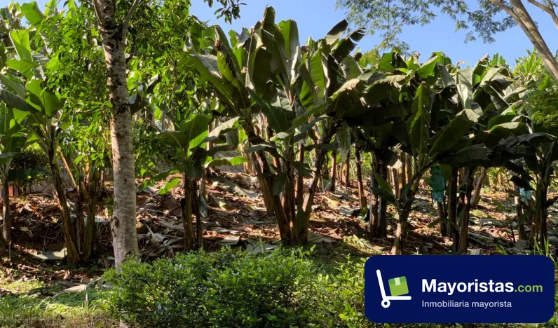 Finca cafetera de 20,2 ha en Caicedonia, Valle del Cauca — foto 9 de 10