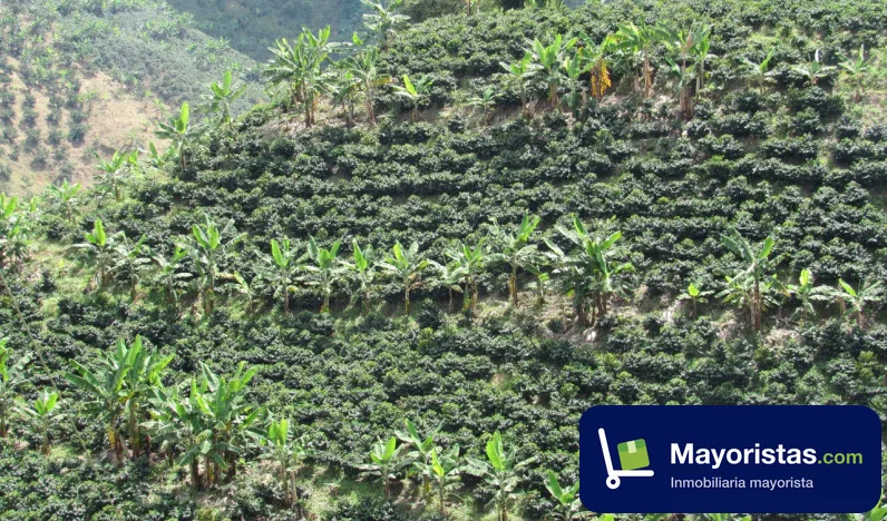 Finca cafetera de 32 ha en Chinchiná, Caldas