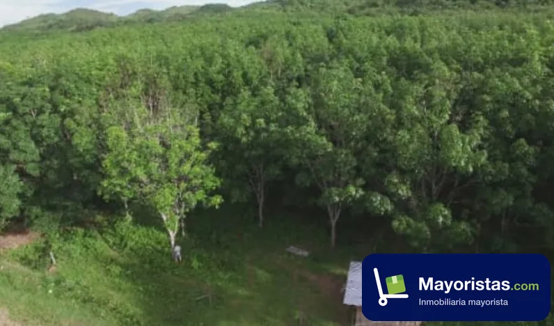 Finca ganadera de 255 ha en Monterrey, Casanare — foto 10 de 10