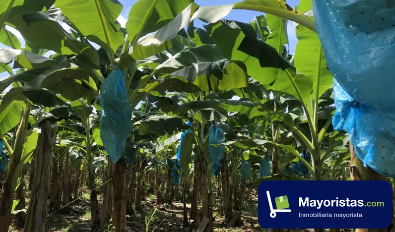 Finca agrícola de 201 ha en Apartadó, Antioquia — foto 9 de 10