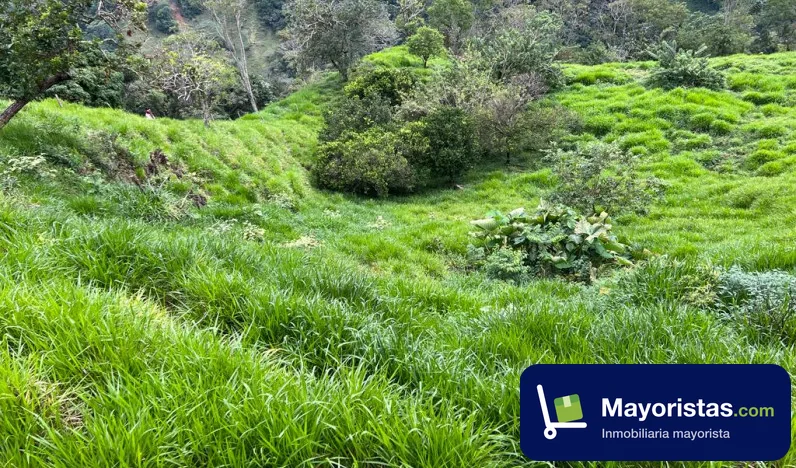 Finca ganadera de 32 ha en Victoria, Caldas — foto 9 de 10