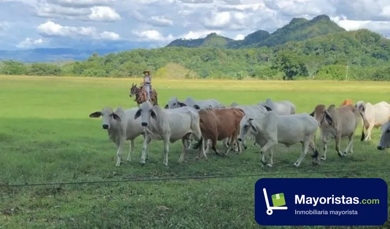 Finca ganadera de 450 ha en Victoria, Caldas — foto 10 de 10