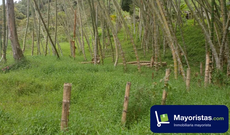 Finca cafetera de 8 ha en Topaipí, Cundinamarca — foto 9 de 10