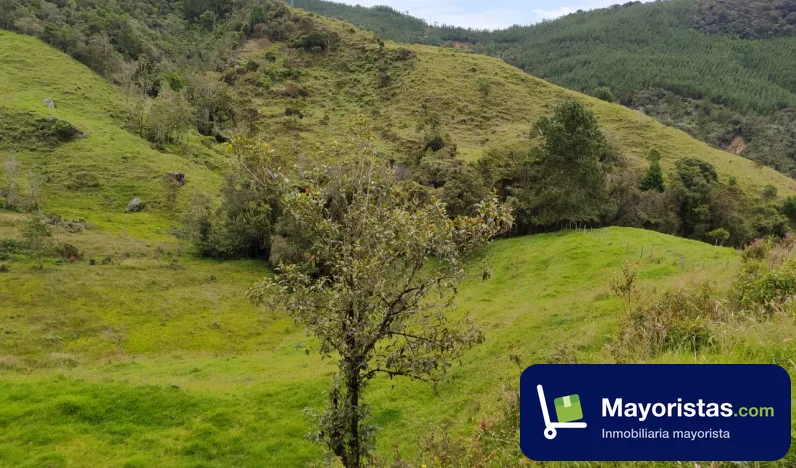 Finca ganadera de 27 ha en Yarumal, Antioquia