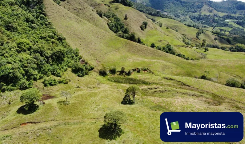 Finca ganadera de 55 ha en Jericó, Antioquia — foto 9 de 10