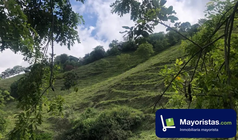 Finca ganadera de 132 ha en Pácora, Caldas — foto 9 de 10