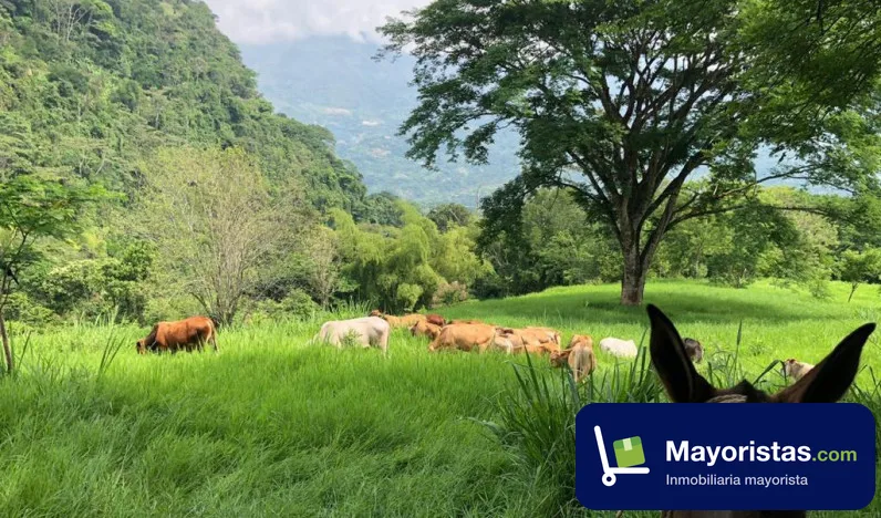 Finca ganadera de 9,6 ha en Venecia, Antioquia — foto 9 de 9