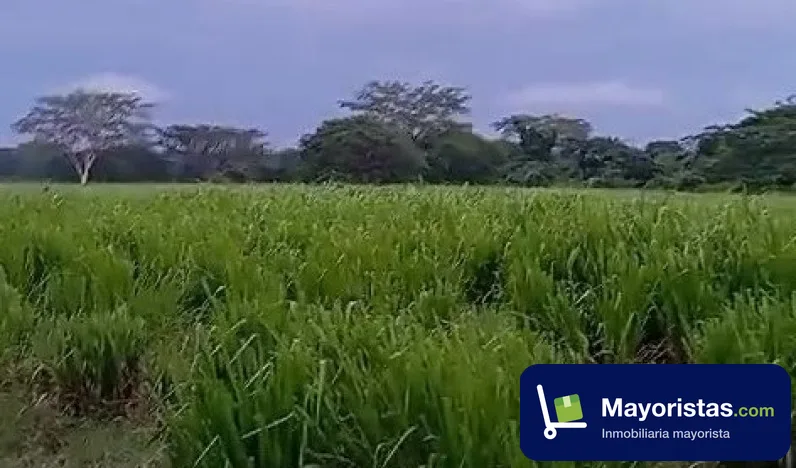 Finca ganadera de 340 ha en Algarrobo, Magdalena — foto 10 de 10