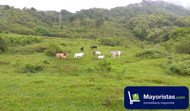 Finca ganadera de 325 ha en Mistrató, Risaralda
