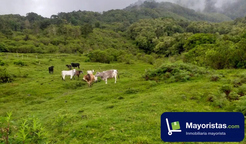 Finca ganadera de 325 ha en Mistrató, Risaralda — foto 9 de 10