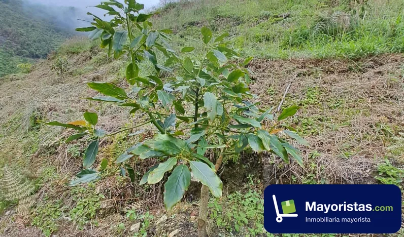 Finca ganadera de 30 ha en Íquira, Huila — foto 9 de 9