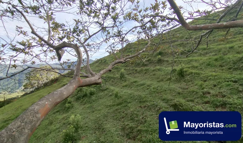 Lote de 0,7 ha en Cisneros, Antioquia — foto 10 de 10