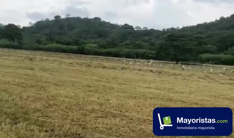 Finca ganadera de 800 ha en Armero, Tolima — foto 10 de 10