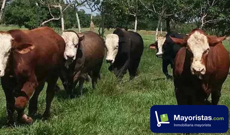 Finca ganadera de 1.920 ha en Chinú, Córdoba