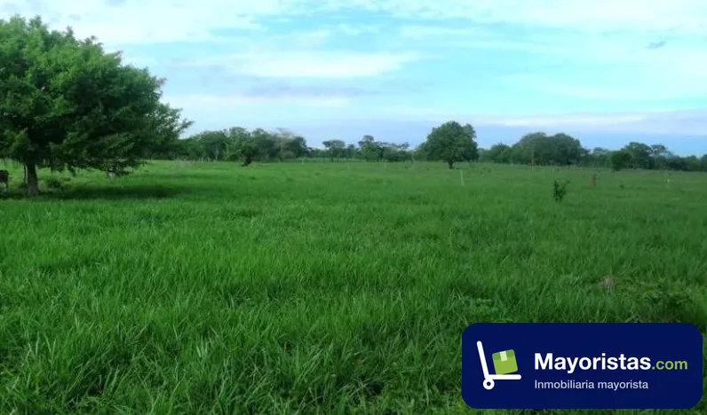 Finca ganadera de 100 ha en Montería, Córdoba