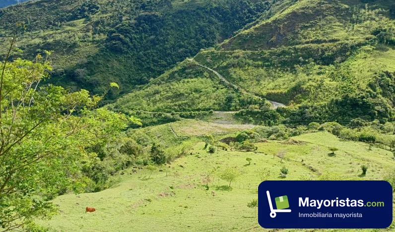 Finca ganadera de 155 ha en Dabeiba, Antioquia