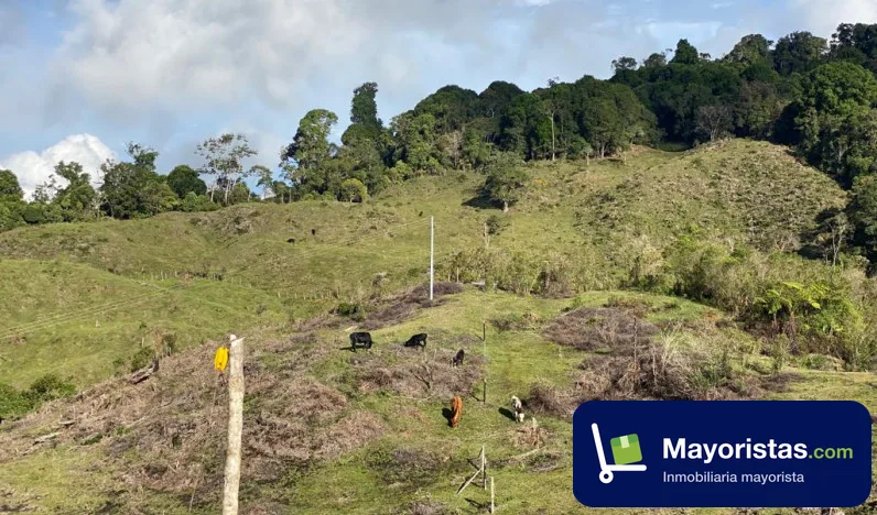 Finca ganadera de 10 ha en San Agustín, Huila