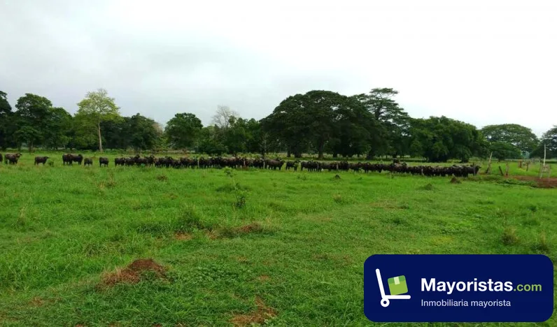 Finca ganadera de 1.230 ha en Barrancabermeja, Santander