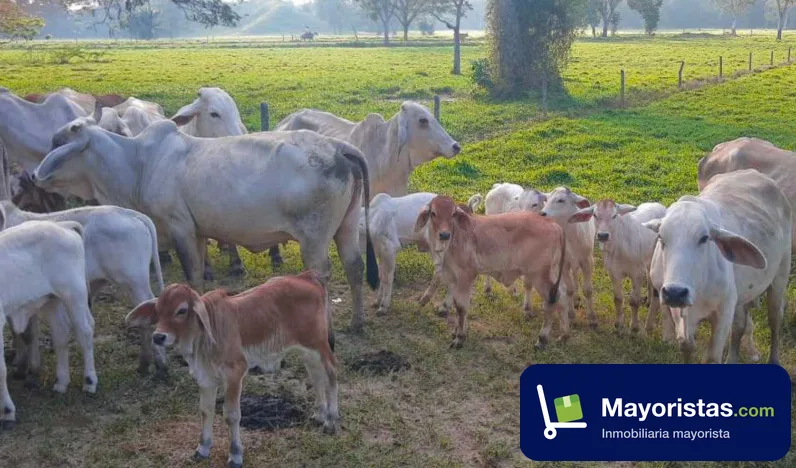 Finca ganadera de 669 ha en Puerto Berrío, Antioquia