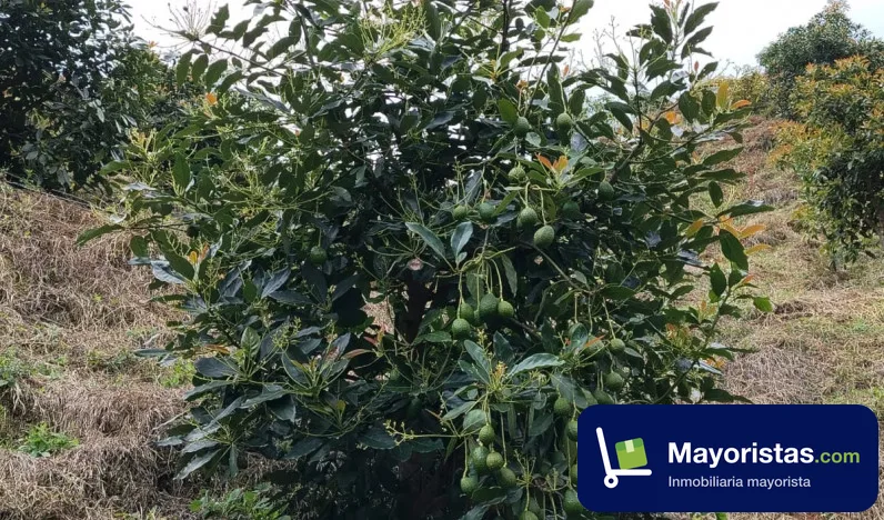 Finca ganadera de 90 ha en Santo Domingo, Antioquia — foto 9 de 12