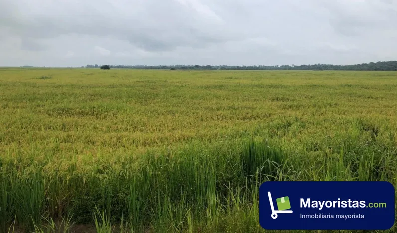 Finca agrícola de 4.000 ha en San Luis de Palenque, Casanare