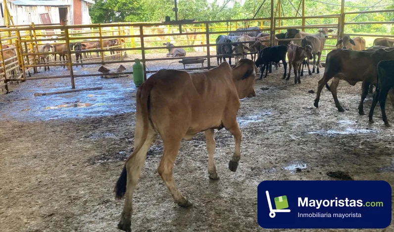 Finca ganadera de 300 ha en Puerto Boyacá, Boyacá — foto 10 de 10