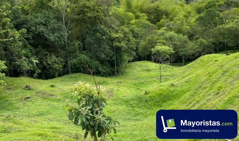 Finca ganadera de 14,7 ha en Jericó, Antioquia — foto 9 de 10
