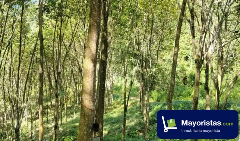 Finca agrícola de 15,8 ha en El Carmen de Chucurí, Santander — foto 10 de 10