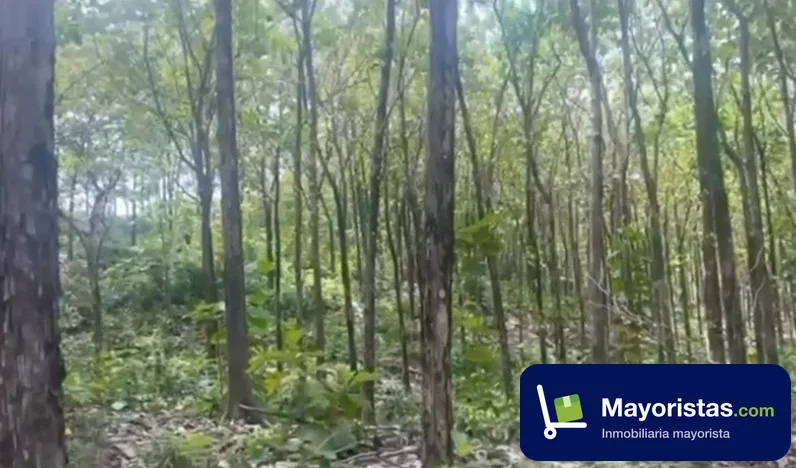 Finca agrícola de 220 ha en San Alberto, Cesar