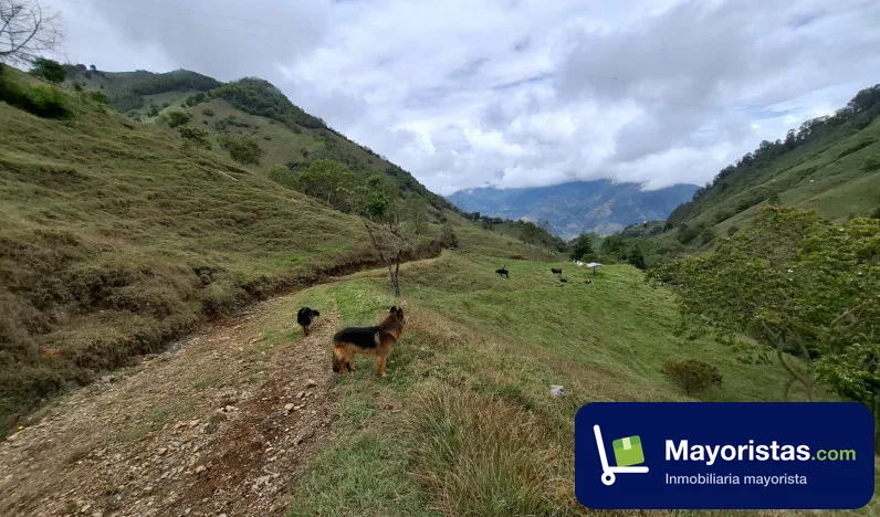 Finca ganadera de 26,5 ha en Caicedo, Antioquia