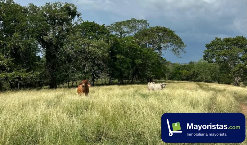 Finca ganadera de 77 ha en Montería, Córdoba