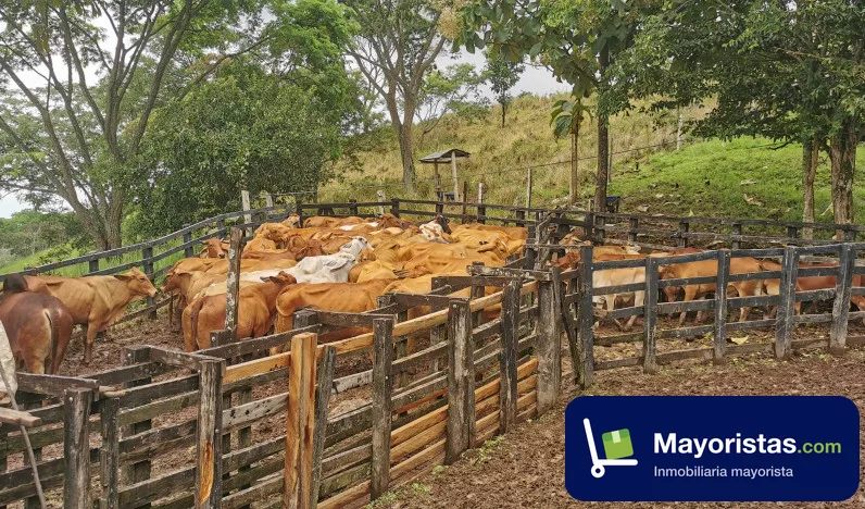 Finca ganadera de 89 ha en Chaguaní, Cundinamarca — foto 10 de 10
