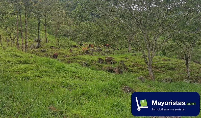 Finca ganadera de 89 ha en Chaguaní, Cundinamarca — foto 9 de 10