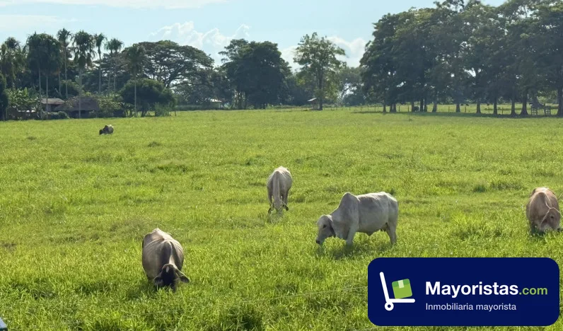 Finca ganadera de 357 ha en San Marcos, Sucre