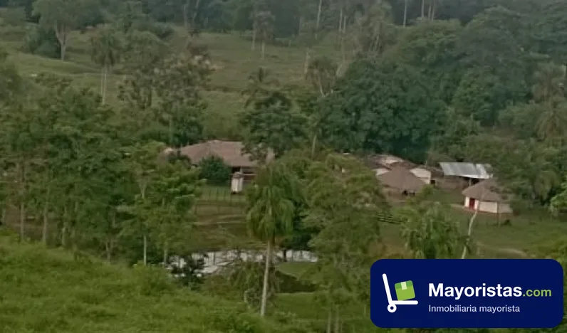 Finca ganadera de 550 ha en San Juan de Urabá, Antioquia — foto 10 de 10