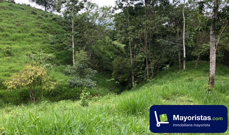 Finca ganadera de 40 ha en Planeta Rica, Córdoba