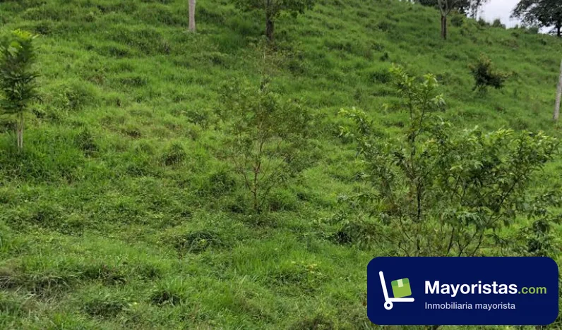 Finca ganadera de 40 ha en Planeta Rica, Córdoba — foto 9 de 9