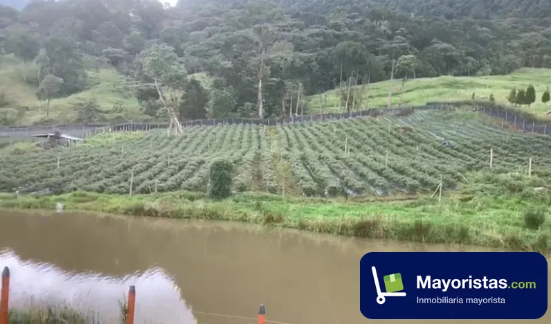 Finca ganadera de 6 ha en Briceño, Boyacá