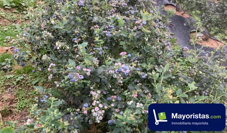 Finca ganadera de 6 ha en Briceño, Boyacá — foto 10 de 10