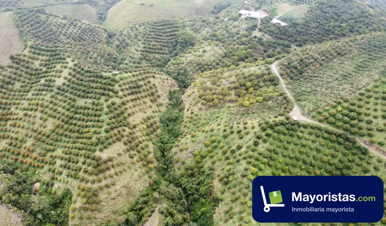 Finca agrícola de 23 ha en Aguadas, Caldas