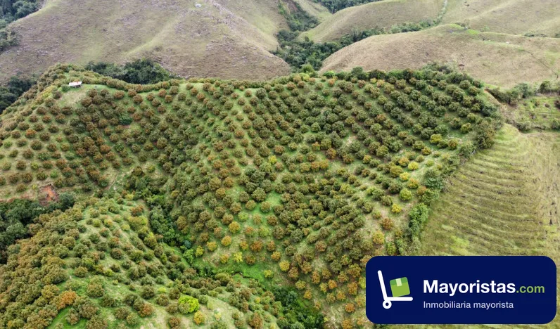 Finca agrícola de 23 ha en Aguadas, Caldas — foto 10 de 10