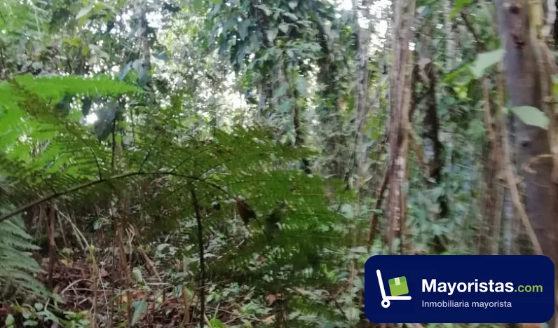 Finca agrícola de 9,2 ha en Cunday, Tolima — foto 9 de 10