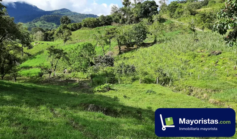 Finca cafetera de 40 ha en Recetor, Casanare