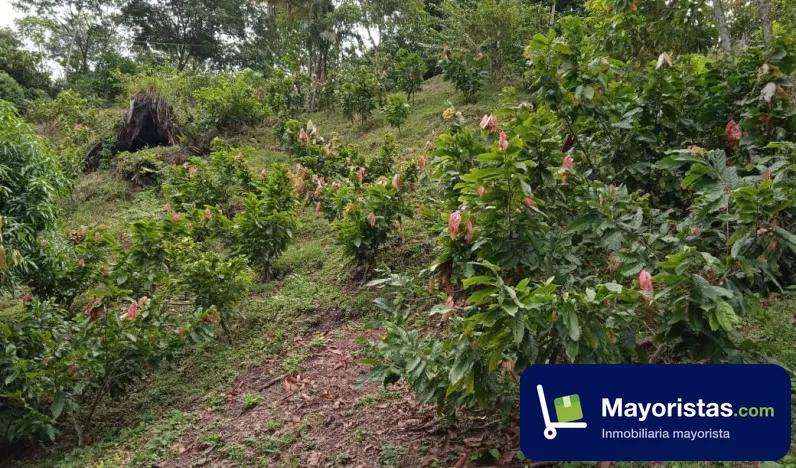 Finca cafetera de 8 ha en Otanche, Boyacá